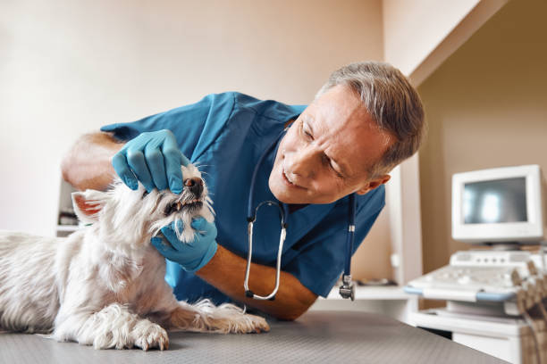 Best Walk-In Emergency Dental Services in Imperial, NE